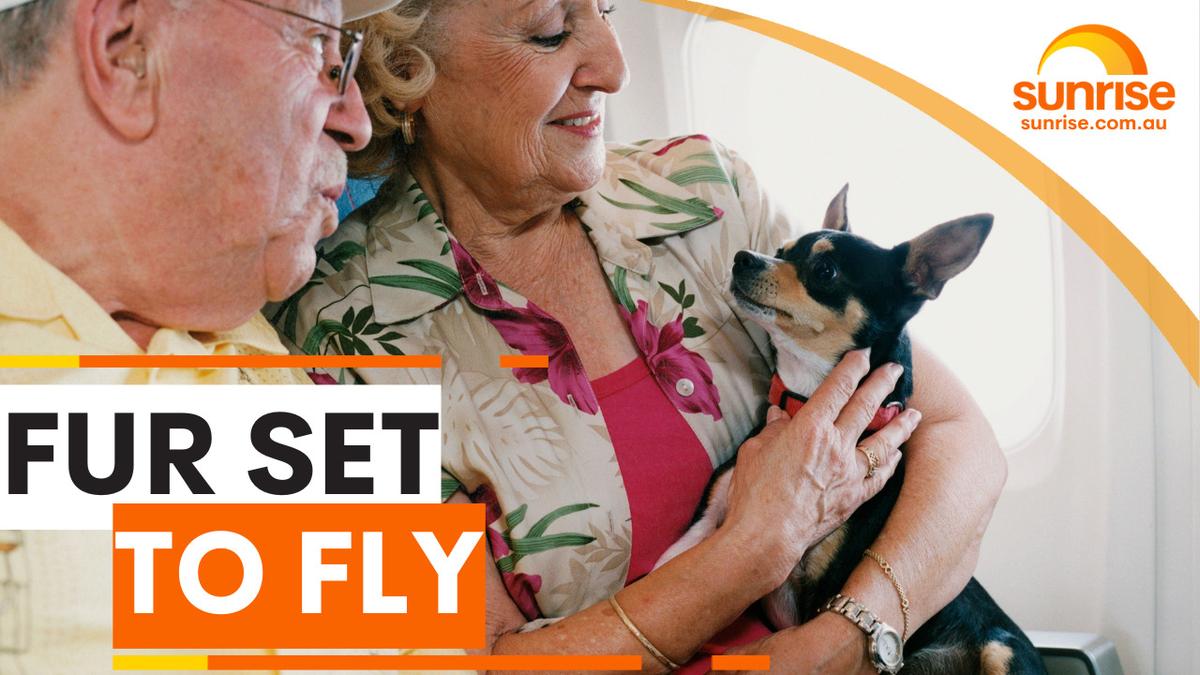 Virgin Airlines' Australia-first pets in cabins plan still not