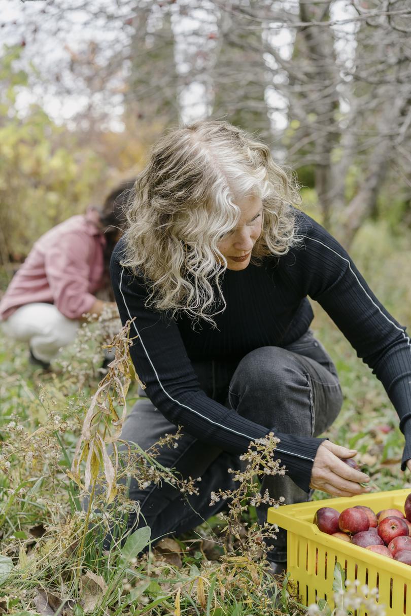 Deirdre Heekin, the owner of the La Garagista winery, harvests apples for ciders, in Barnard, Vt., Oct. 26, 2023. A growing number of producers are fermenting grapes, apples and other fruits together, or blending wine and ciders, to make fascinating beverages. (Kelly Burgess/The New York Times)