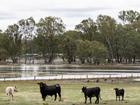 Flood alerts remain in place for parts of Victoria though the heavy rain appears over for now. (Diego Fedele/AAP PHOTOS)