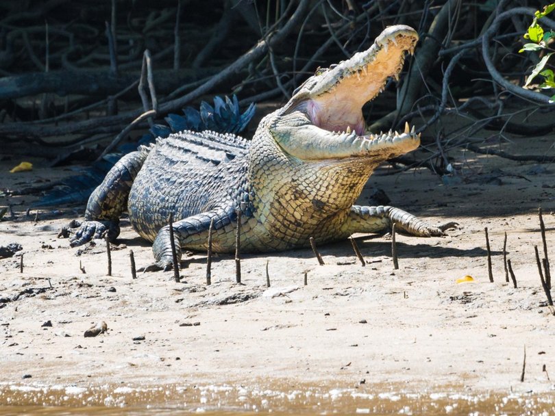 Saltwater Crocodile with Open Jaws