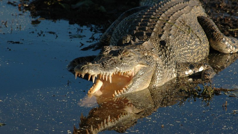 A nine-year-old child has been rushed to hospital after a crocodile attack in the NT.  File photo