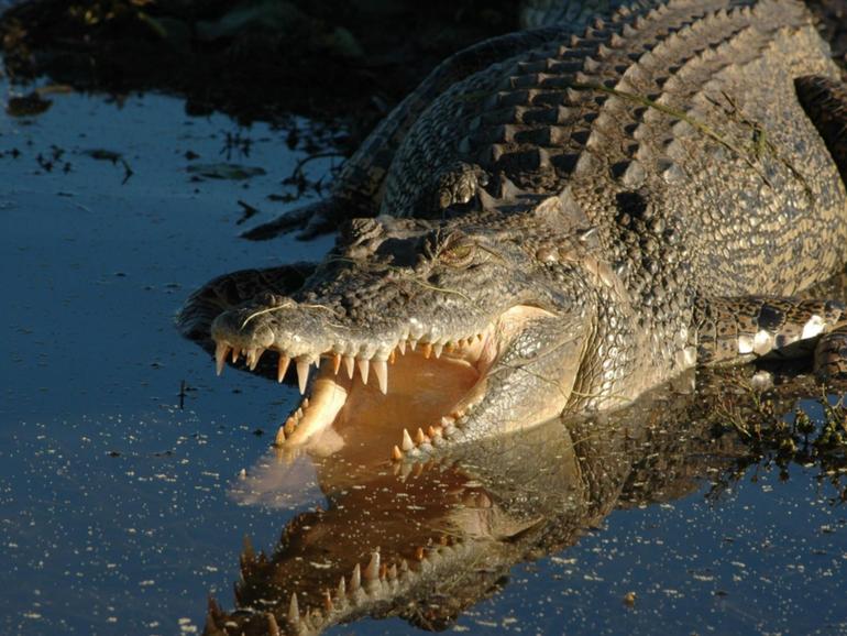 A nine-year-old child has been rushed to hospital after a crocodile attack in the NT.  File photo