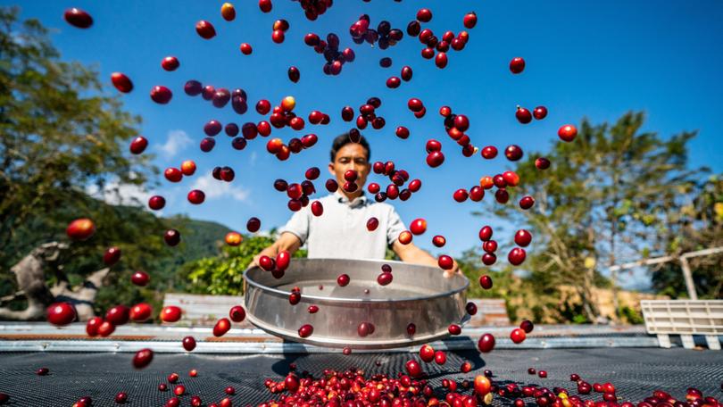 A coffee farmer airs coffee cherries in Pu'er, southwest China's Yunnan Province.
