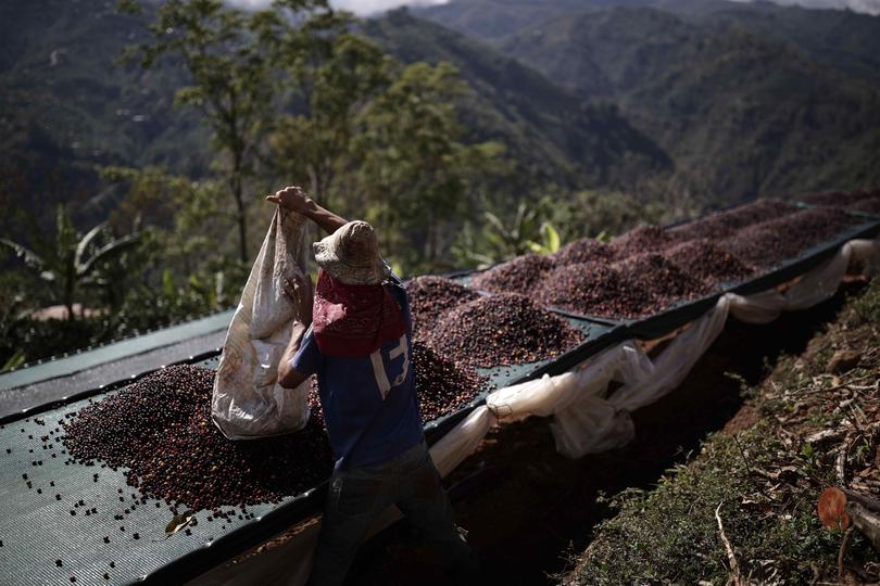 A man places the coffee beans in the sun to ferment on the farm Los Abuelos, south of San Jose, Costa Rica.