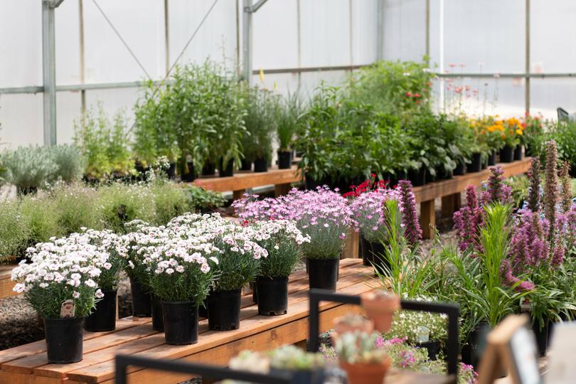 Perennials in Australia get a bad rap.