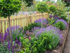 Salvia has to be the No.1 easy-care flowering perennial.