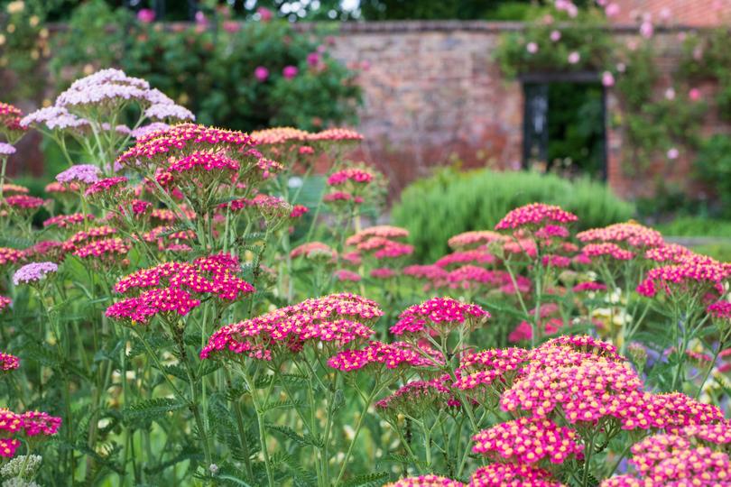 Achillea will bloom all through the warm months.