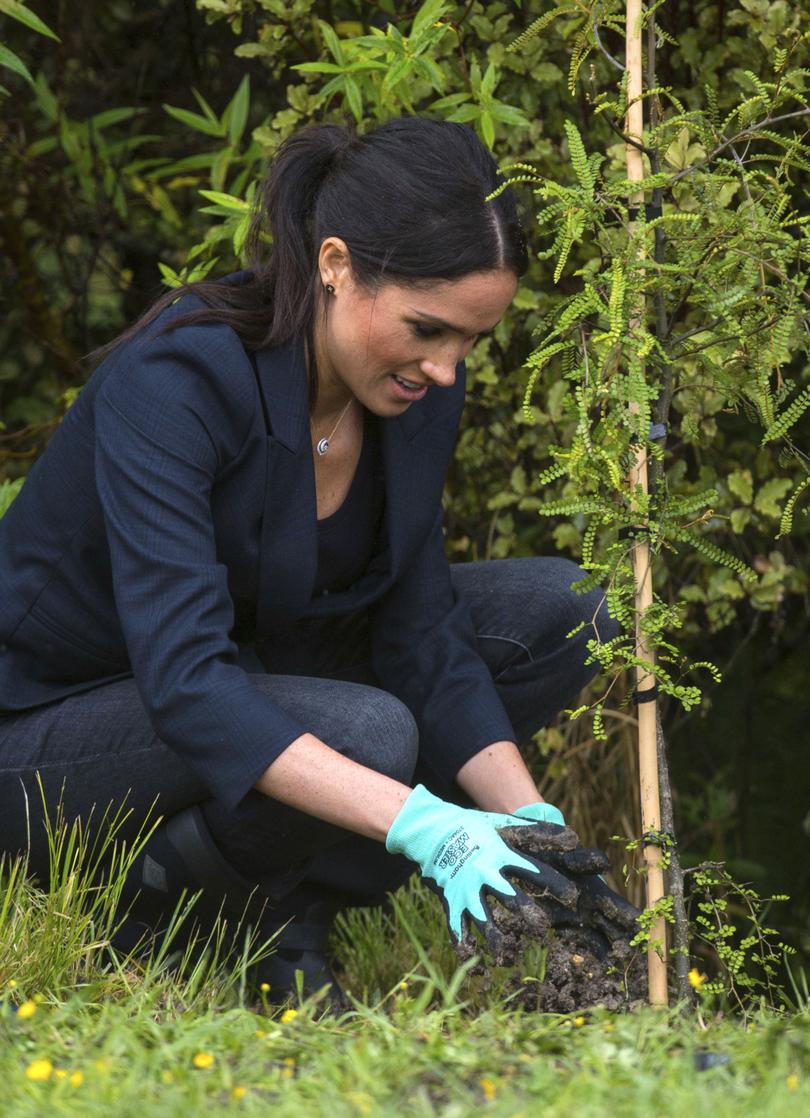 It now appears that trees aren’t as good at fighting global warming as was thought. 