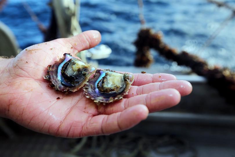 Harvest Road's shellfish team leader Willie De Klerk with some 12 month old Akoya oysters.
Picture: Laurie Benson Albany Advertiser

