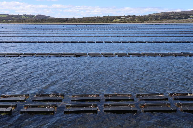 Leeuwin Coast oyster farm.