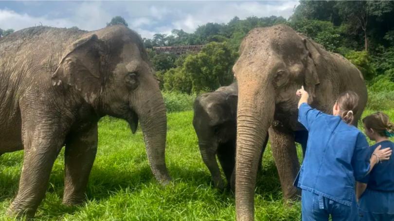 Anantara’s Golden Triangle Elephant Resort & Camp currently has 20 elephants, including a mother and baby pair. The hotel said they do not buy the elephants, and riding them is forbidden.