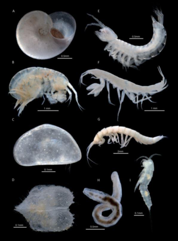 A selection of stygofauna found in the Pilbara.