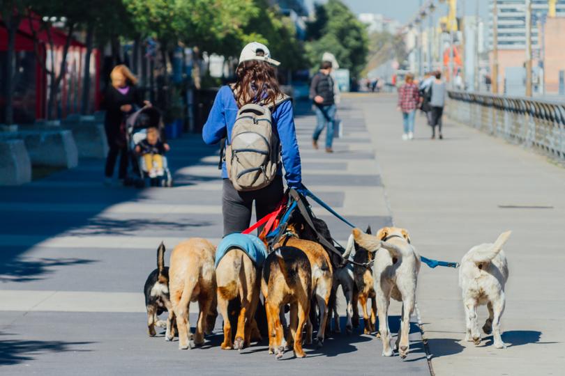 Professional dog walkers (or paseaperros) are a common sight in upscale neighbourhoods like Recoleta and Palermo.