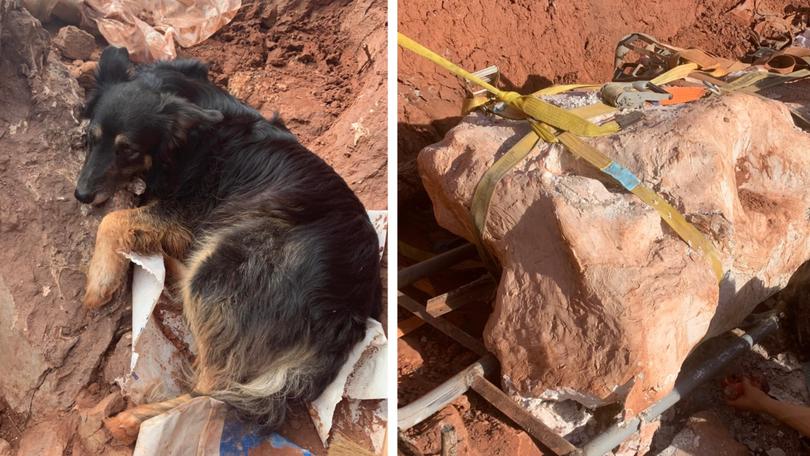 Damien Boschetto's dog Muffin and (right) the titanosaur skeleton she helped find.