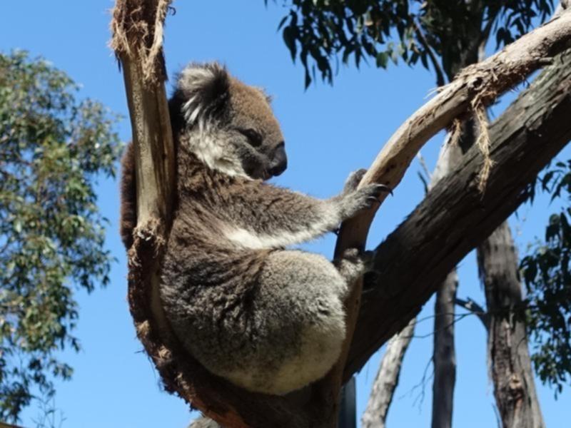 A koala on Kangaroo Island