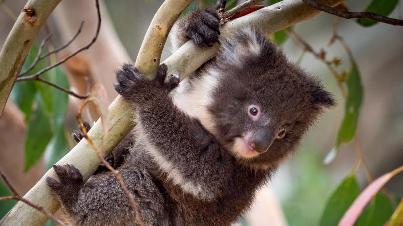 Koalas have been seen falling to their deaths during logging operations on Kangaroo Island. 