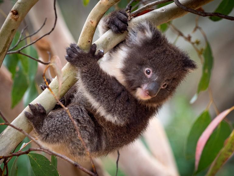 Koalas have been seen falling to their deaths during logging operations on Kangaroo Island. 