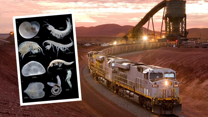 The stygofauna problem has spread to Rio Tinto's Brockman iron ore project.