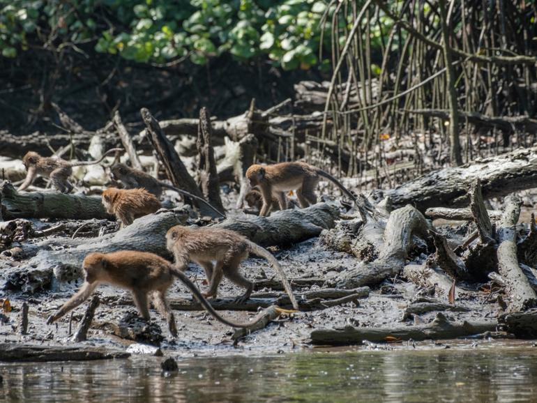 Monkeys in the mangroves. 