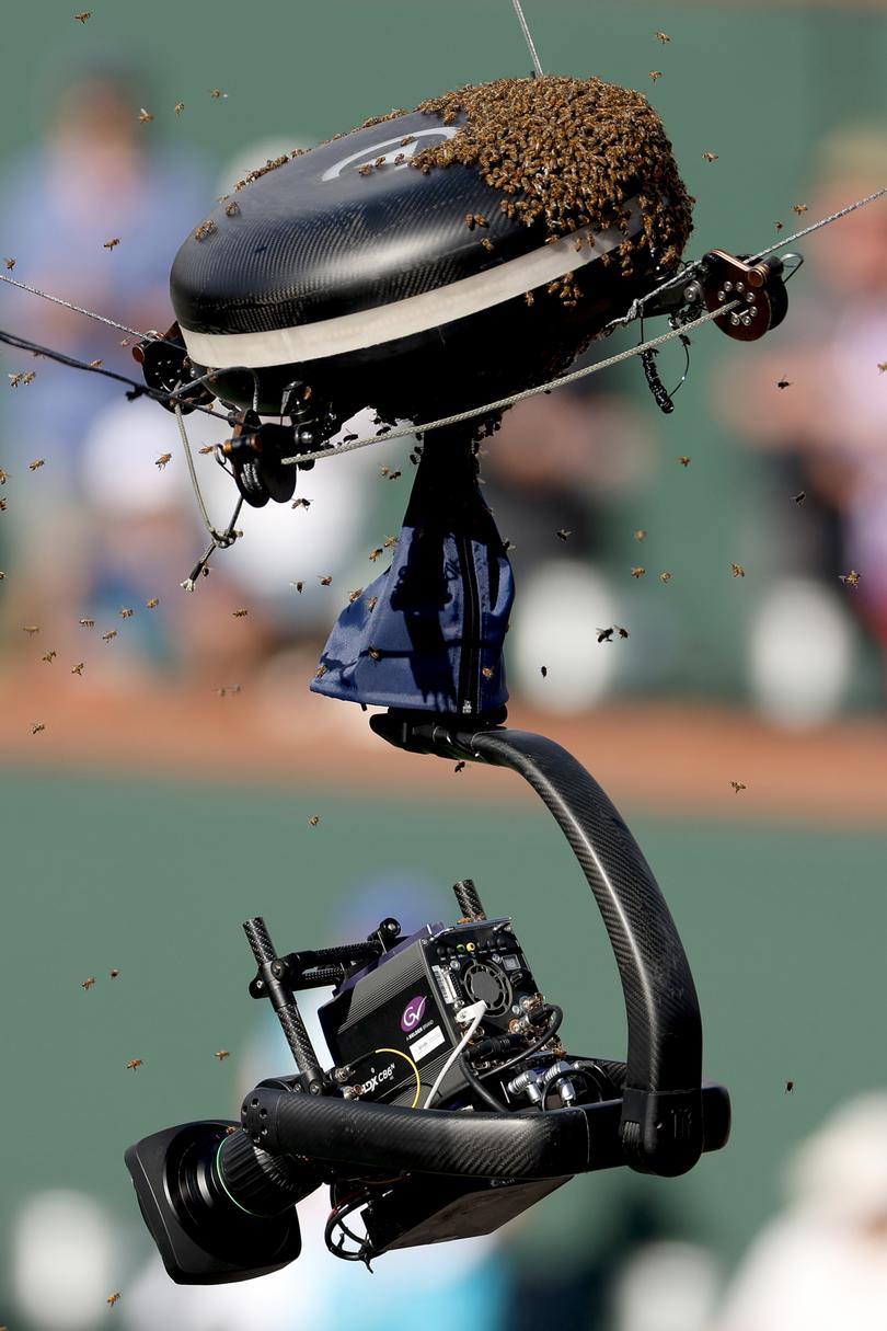 INDIAN WELLS, CALIFORNIA - MARCH 14: An invasion of bees suspends play between Carlos Alcaraz of Spain and Alexander Zverev of Germany during the BNP Paribas Open at Indian Wells Tennis Garden on March 14, 2024 in Indian Wells, California. (Photo by Matthew Stockman/Getty Images)