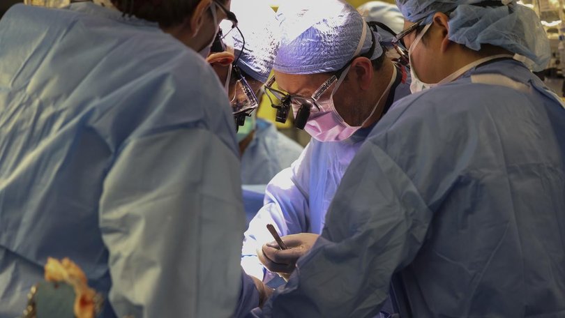 A 62 year old patient has received a kidney transplant from a genetically modified pig.