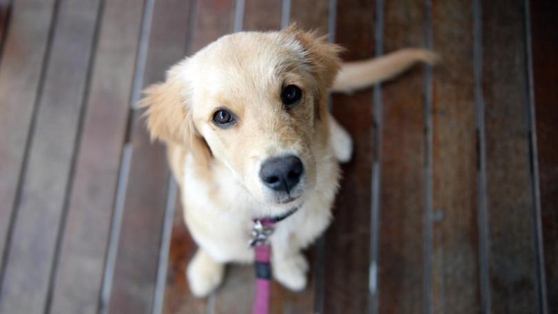The number of pets surrendered due to owners moving has jumped since 2021, the Lost Dogs' Home says.