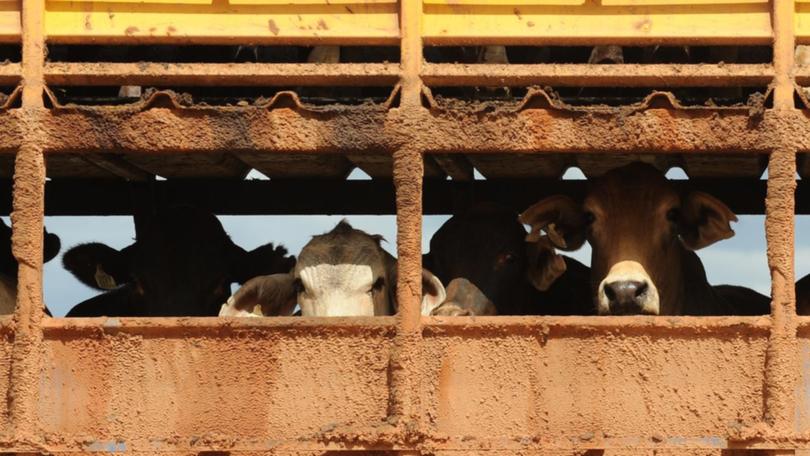 Cattle have died on a live export ship bound for Indonesia, the agriculture department confirmed.