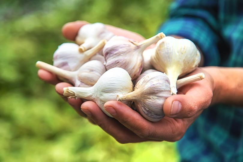 Modern-day Ikarians swear by garlic.