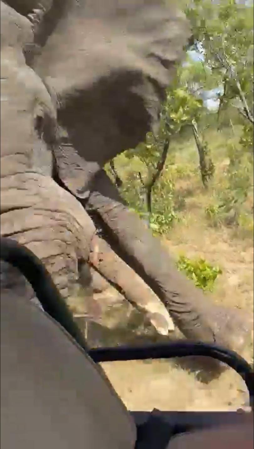The elephant uses its tusks to flip the safari vehicle. 