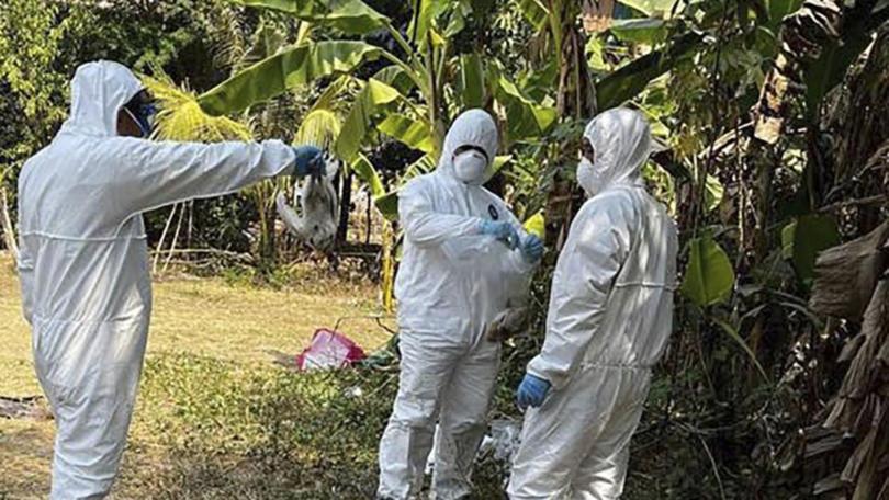 Bird flu has led to the culling of hundreds of millions of poultry around the globe in recent years.