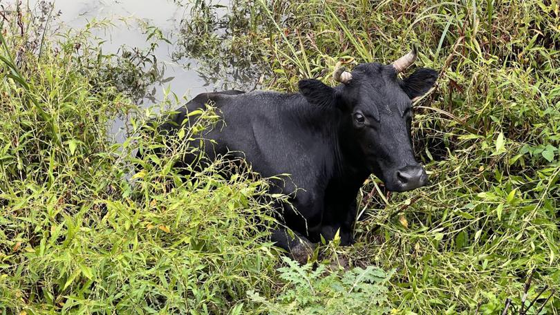 A cow rescued from flooding in Hawkesbury, NSW.