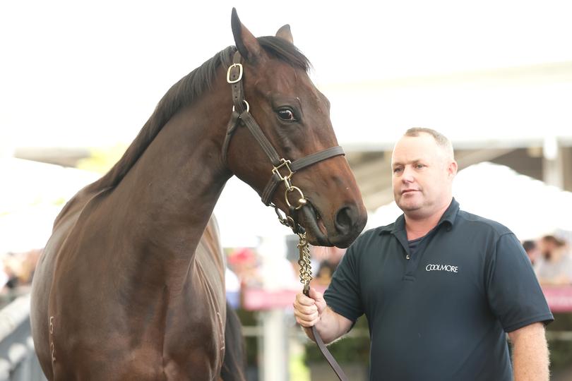 SYDNEY, AUSTRALIA - APRIL 08: The first foal out of race mare Winx is lead to auction by Coolmore's foaling manager Patrick "Paddy " Sheehan where it sold for $10 million to Winx's former part-owner Debbie Kepitis and her Woppitt Bloodstock during the Easter Yearling Sales at Warwick Farm on April 08, 2024 in Sydney, Australia. (Photo by Mark Kolbe/Getty Images)