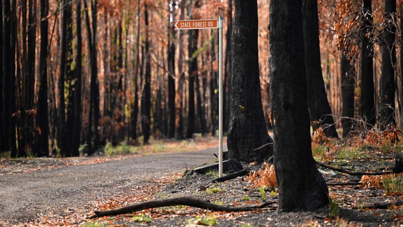 Signage for State Forest Road is seen in Scarsdale near Ballarat, Victoria, Tuesday, April 9, 2024. Lachlan Young, a 21-year-old man has been charged with murder after 23-year-old Hannah McGuire’s body was found in a burnt out car in Victorian bushland near State Forest Road in Scarsdale. 
