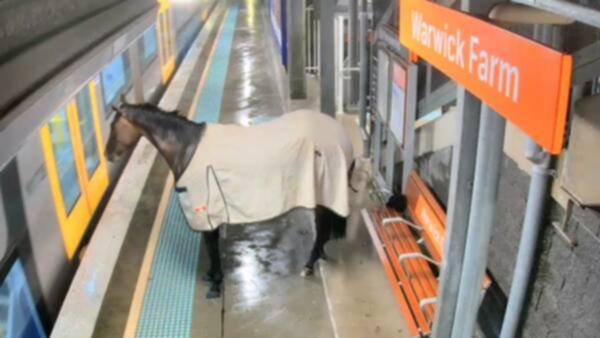 In startling footage taken at Warwick Farm railway station, about 28km from Central, last Friday night a horse can be seen galloping onto a platform with a train pulling into the platform.