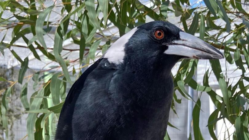 The first photo of Molly the magpie after being taken 43 days ago. 