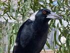 The first photo of Molly the magpie after being taken 43 days ago. 