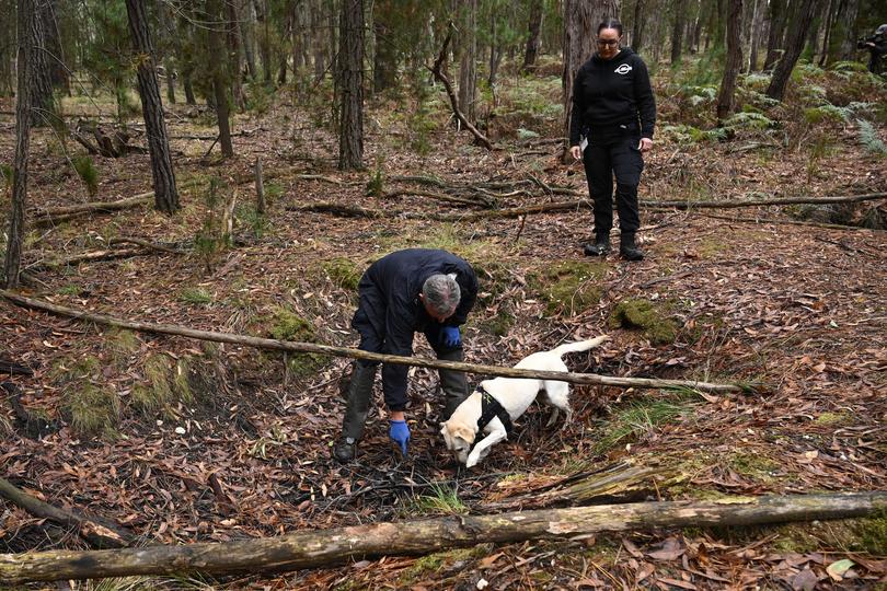 Police use a cadaver dog during the search for the body of missing woman Samantha Murphy in near Enfield State Park in Ballarat, Thursday, April 11, 2024. 