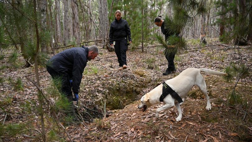 Police use a cadaver dog during the search for the body of missing woman Samantha Murphy.