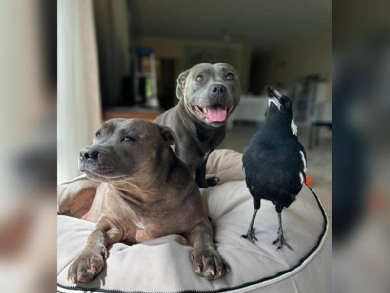 Supplied image of staffies Peggy and Ruby with Molly the magpie