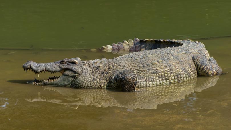 A teenager has been killed in a crocodile attack in Queensland.