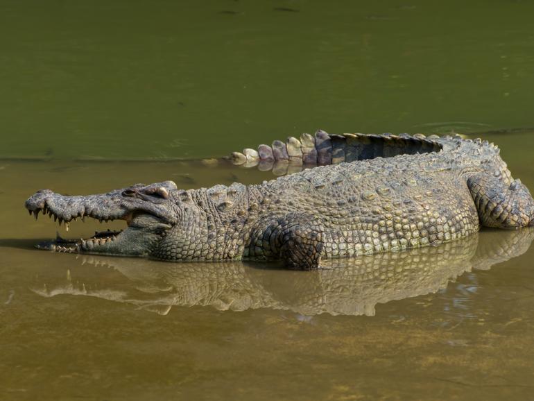 A teenager has been killed in a crocodile attack in Queensland.