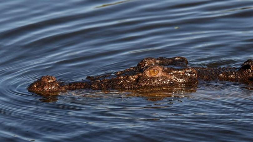 A four-metre crocodile was located in an area north of Cairns were a boy was killed (file pic). (Dean Lewins/AAP PHOTOS)