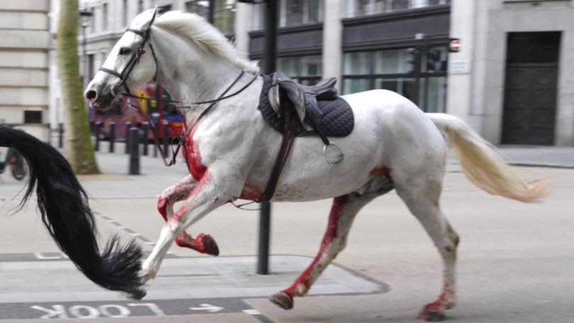 The horses were said to have broken out while exercising at a ceremonial parade ground in London. (AP PHOTO)