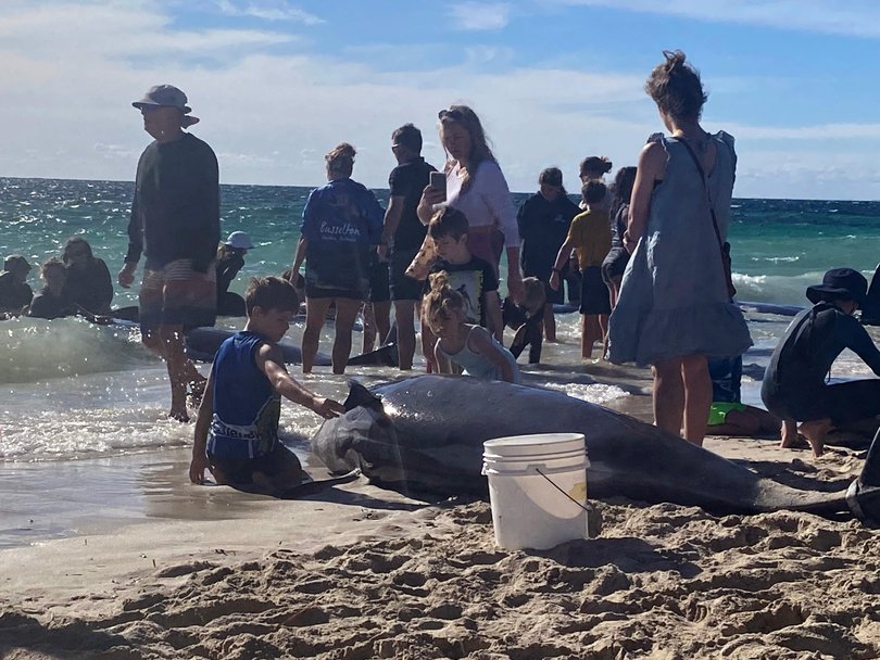 Locals and rescue crews are on the scene attempting to save the whales.