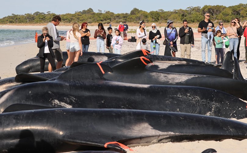 Crowds of locals have gathered at the beach.