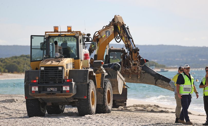 Authorities have removed the dead whales from the beach.