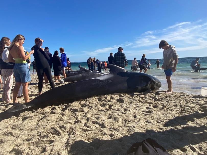 Between 50 and 100 pilot whales were stranded at Toby’s Inlet near Dunsborough. 