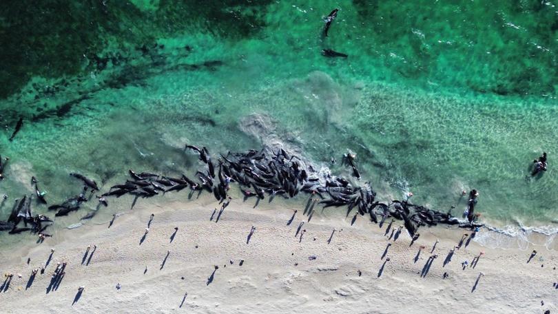 A pod of whales beached themselves at Toby Inlet near Dunsborough, WA. 