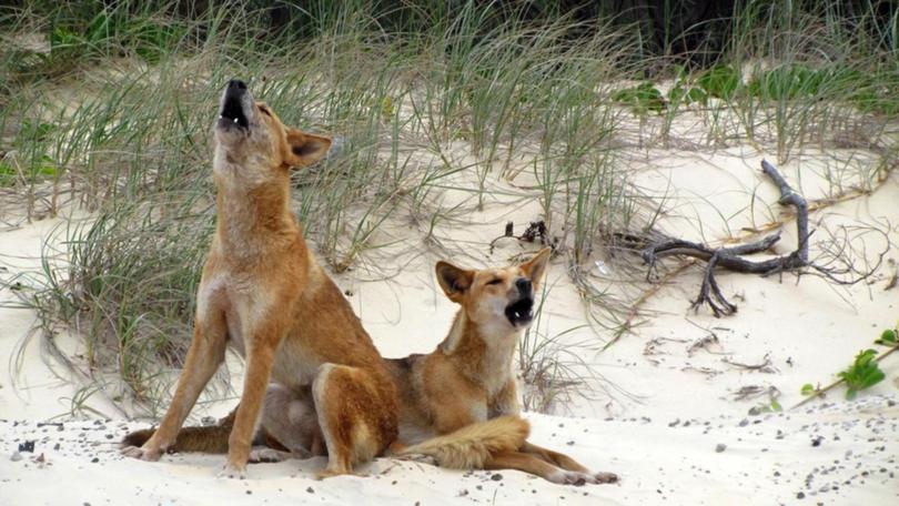 Rangers have repeated calls for people to be vigilant on K'gari after a dingo bit a boy on the leg.