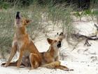 Rangers have repeated calls for people to be vigilant on K'gari after a dingo bit a boy on the leg. 